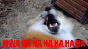 A dog laughing