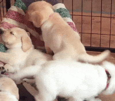 A Labrador puppy climbing on another puppy and then falling asleep.