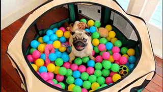 A pug in a ball pit with a red ball in its mouth.